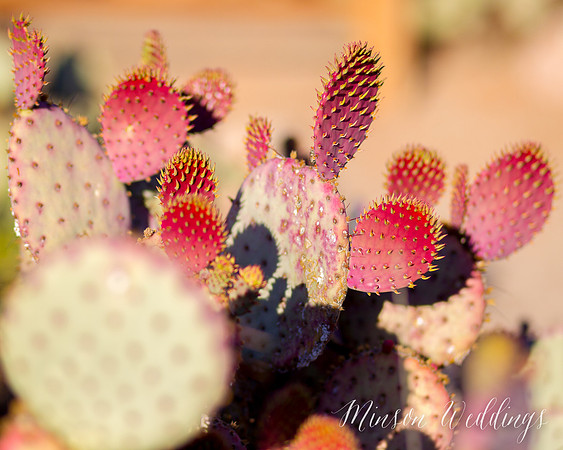 Desert Cactus Gilbert Arizona Brian Minson Canon 1D Mark IV